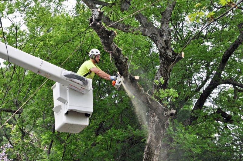 Birch Tree Removal in Doylestown, PA