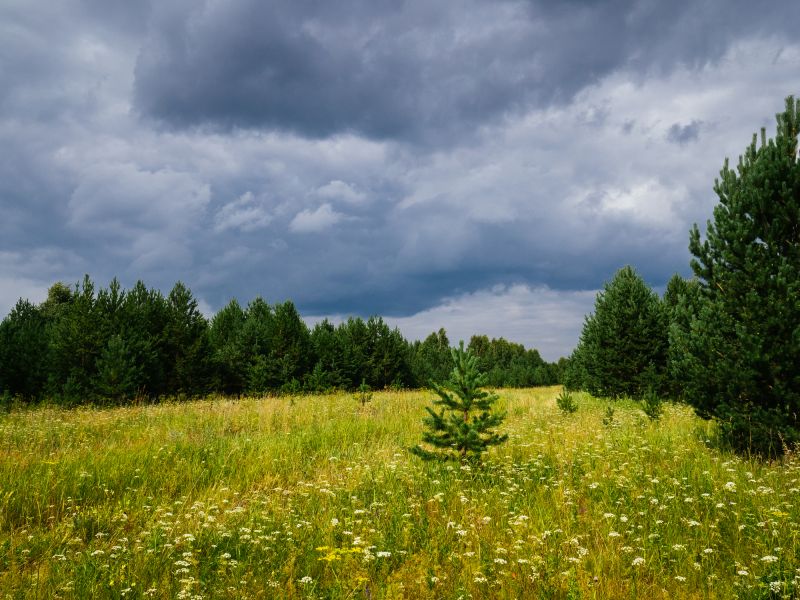 Acreage Clearing in Cumming, GA