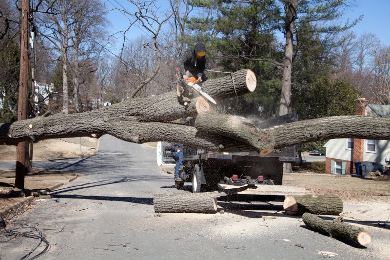 Emergency Tree Removal in Doylestown, PA