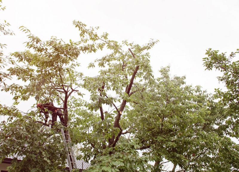 Tree And Land Clearing detail