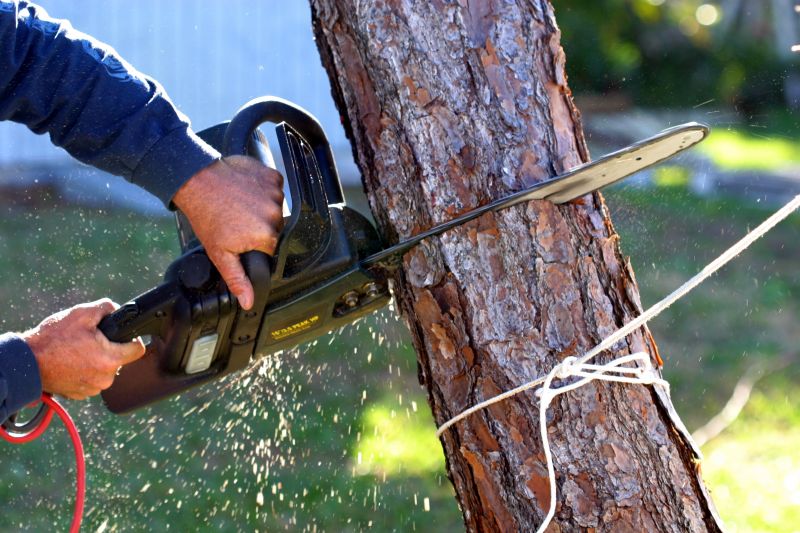 Mimosa Tree Removal in Reno, NV