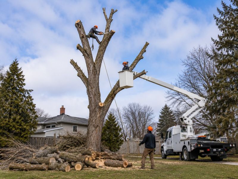 Palm Tree Removal in Pottstown, PA