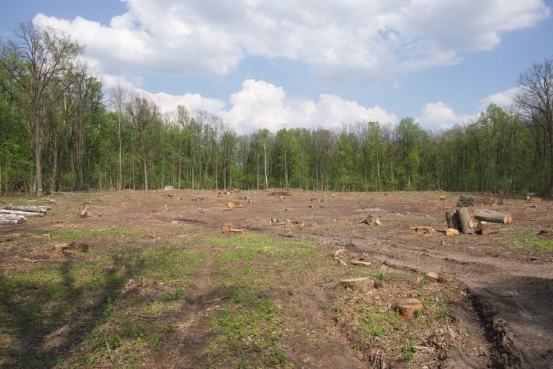 Pasture Clearing in Houston, TX